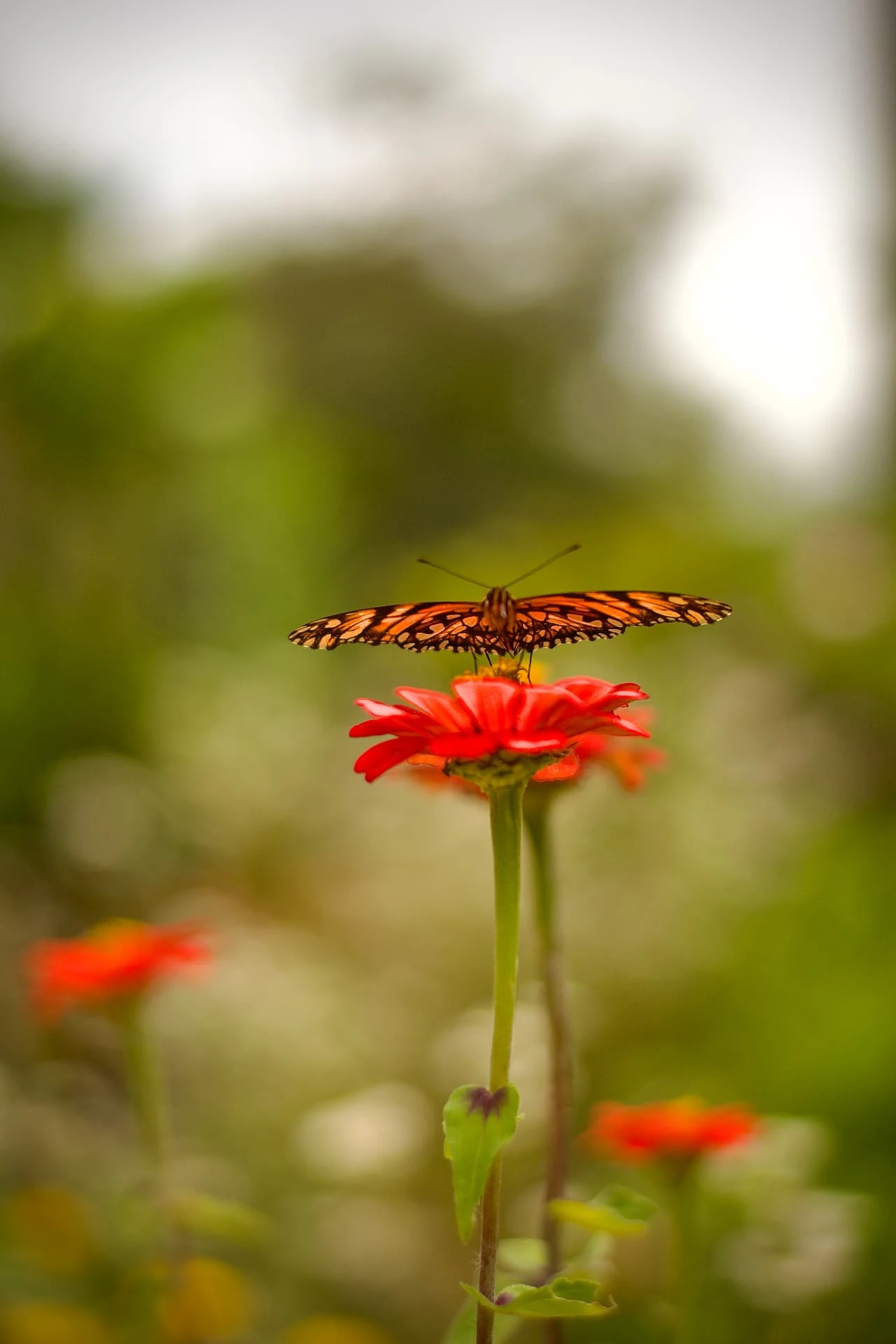 An orange butterfly resting on a red flower against soft green foliage