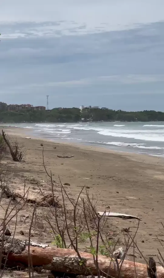 Waves rolling onto a wide sandy beach with driftwood in the foreground and a green headland beyond